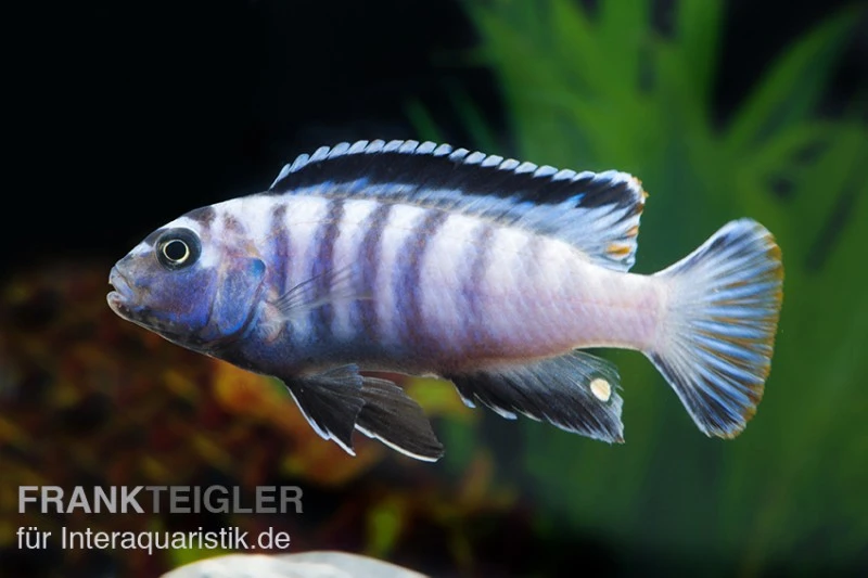 Sechsstreifen-Tilapia, Cynotilapia Afra "Jalo Reef", DNZ 5 Sechsstreifen-Tilapia, Cynotilapia Afra "Jalo Reef", DNZ – Bild 3