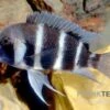 Beulenkopf-Cichlide Blue Mpimbwe, Cyphotilapia Frontosa Blue Mpimbwe 2 Beulenkopf-Cichlide Blue Mpimbwe, Cyphotilapia Frontosa Blue Mpimbwe -AQUATLATI Geschaft Cyphotilapia frontosa Mpimbwe