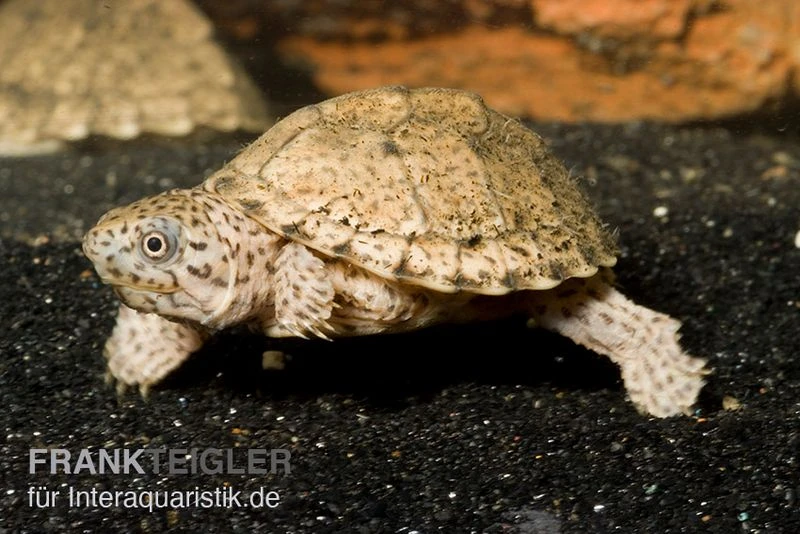 Dach-Moschusschildkröte, Sternotherus Carinatus 3 Dach-Moschusschildkröte, Sternotherus Carinatus
