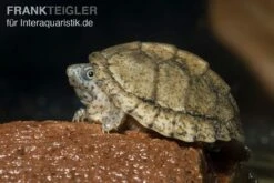 Dach-Moschusschildkröte, Sternotherus Carinatus 7 Dach-Moschusschildkröte, Sternotherus Carinatus -AQUATLATI Geschaft Dach Moschusschildkroete Sternotherus carinatus 3