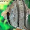Dantum-Skalar, Pterophyllum Altum X Scalare 2 Dantum-Skalar, Pterophyllum Altum X Scalare -AQUATLATI Geschaft Dantum Skalar Pterophyllum altum x scalare 1