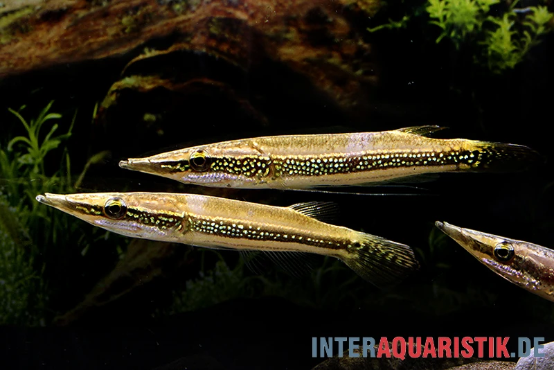 Diamant-Hechtkopf, Luciocephalus Aura 3 Diamant-Hechtkopf, Luciocephalus Aura