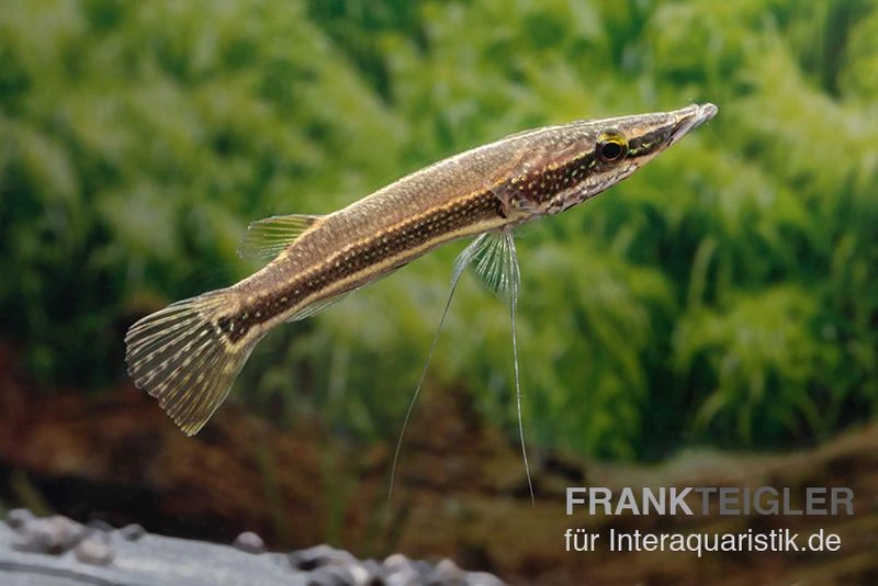 Diamant-Hechtkopf, Luciocephalus Aura 4 Diamant-Hechtkopf, Luciocephalus Aura – Bild 2