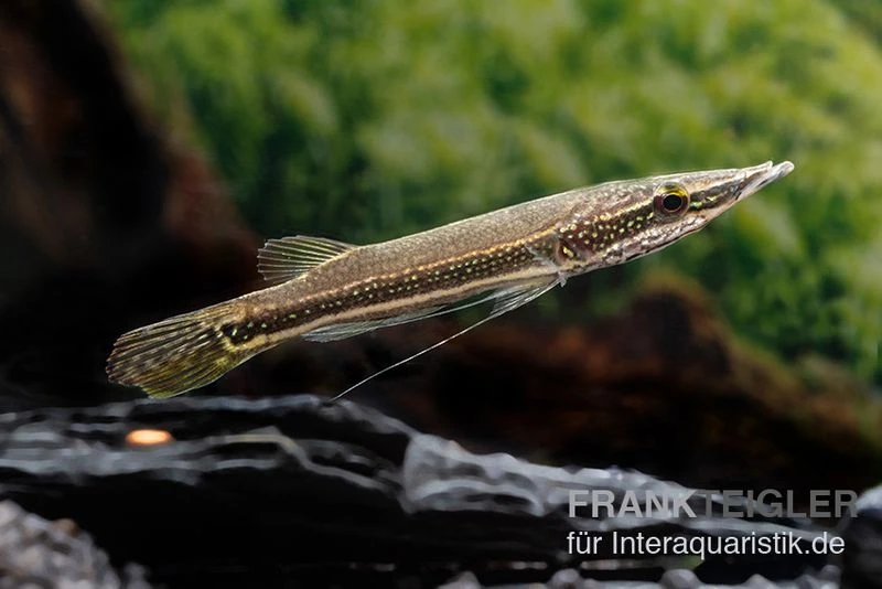 Diamant-Hechtkopf, Luciocephalus Aura 5 Diamant-Hechtkopf, Luciocephalus Aura – Bild 3