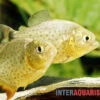Diamant-Piranha, Pygocentrus Ternetzi -AQUATLATI Geschaft Diamant Piranha Pygocentrus ternetzi 1