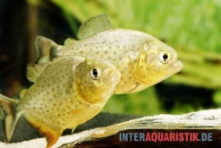 Diamant-Piranha, Pygocentrus Ternetzi