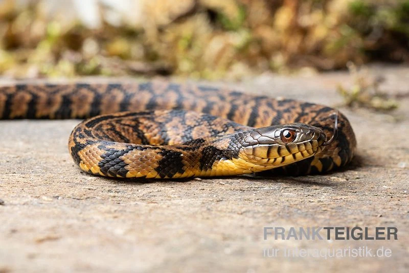 Diamant-Schwimmnatter, Nerodia Rhombifer 3 Diamant-Schwimmnatter, Nerodia Rhombifer