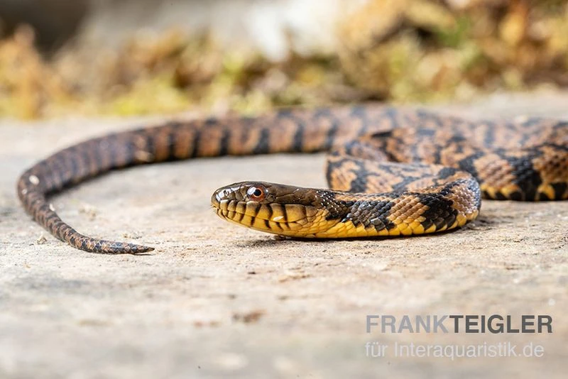 Diamant-Schwimmnatter, Nerodia Rhombifer 5 Diamant-Schwimmnatter, Nerodia Rhombifer – Bild 3