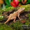 Dickkopfanolis, Anolis Cybotes 2 Dickkopfanolis, Anolis Cybotes -AQUATLATI Geschaft Dickkopfanolis Anolis cybotes 2