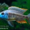 Rotbrust-Messerbuntbarsch, Dimidiochromis Strigatus, DNZ -AQUATLATI Geschaft Dimidiochromis strigatus 1 6