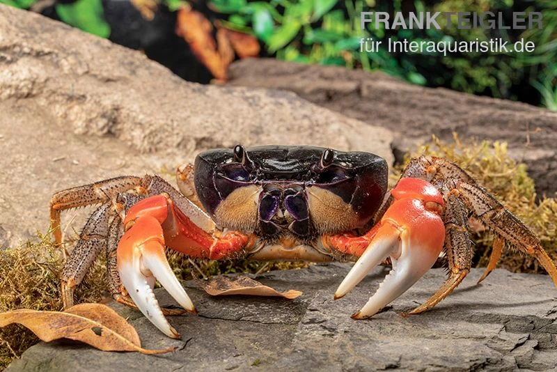 Waldkrabbe, Discoplax Magna (Tuerkayana Magnum) 4 Waldkrabbe, Discoplax Magna (Tuerkayana Magnum) – Bild 2