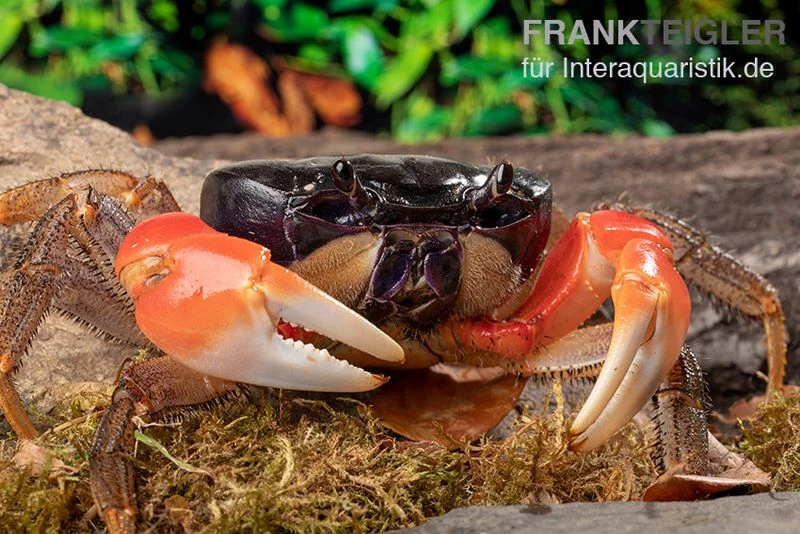 Waldkrabbe, Discoplax Magna (Tuerkayana Magnum) 3 Waldkrabbe, Discoplax Magna (Tuerkayana Magnum)