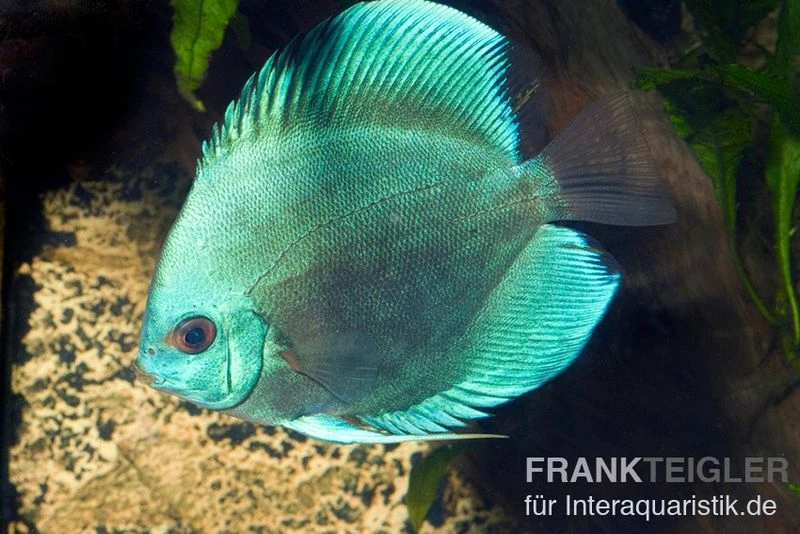 Diskusfisch ASIA-NZ, Symphysodon Discus Cobalt Blue 4 Diskusfisch ASIA-NZ, Symphysodon Discus Cobalt Blue – Bild 2