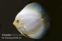 Diskusfisch ASIA-NZ, Symphysodon Discus White Diamond -AQUATLATI Geschaft Diskus weiss
