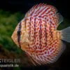 Diskusfisch ASIA-NZ, Symphysodon Discus Leopard 2 Diskusfisch ASIA-NZ, Symphysodon Discus Leopard -AQUATLATI Geschaft Diskusfisch ASIA NZ Symphysodon discus Leopard 1