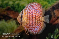 Diskusfisch ASIA-NZ, Symphysodon Discus Leopard 7 Diskusfisch ASIA-NZ, Symphysodon Discus Leopard -AQUATLATI Geschaft Diskusfisch ASIA NZ Symphysodon discus Leopard 3
