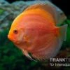 Diskusfisch ASIA-NZ, Symphysodon Discus Red Panda 1 Diskusfisch ASIA-NZ, Symphysodon Discus Red Panda -AQUATLATI Geschaft Diskusfisch ASIA NZ Symphysodon discus Red Panda 1
