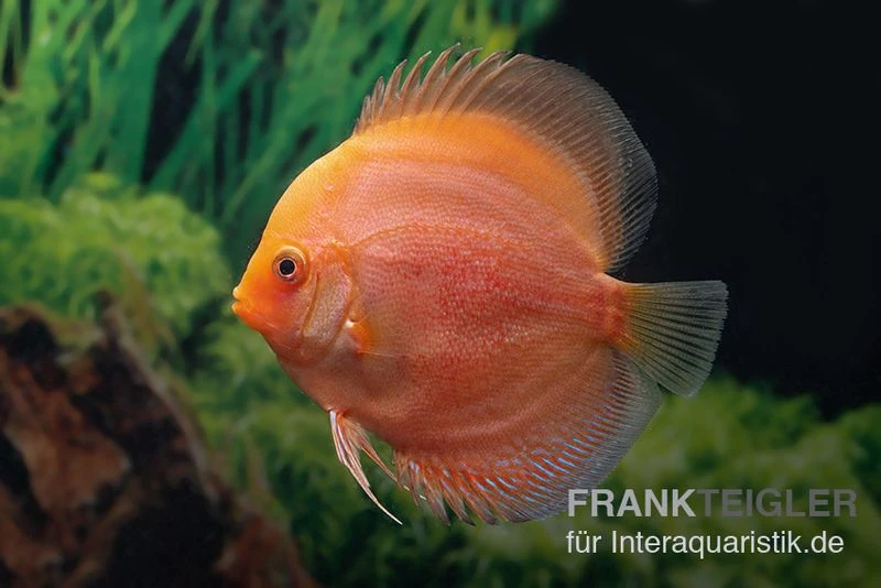 Diskusfisch ASIA-NZ, Symphysodon Discus Red Panda 4 Diskusfisch ASIA-NZ, Symphysodon Discus Red Panda - Image 2