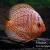 Diskusfisch ASIA-NZ, Symphysodon Discus Snake Skin Red Spotted -AQUATLATI Geschaft Diskusfisch Symphysodon aequifasciatus 01 Snake Skin Red spotted 5