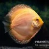 Diskusfisch ASIA-NZ, Symphysodon Discus Ghost (Golden Dragon) -AQUATLATI Geschaft Diskusfisch Symphysodon aequifasciatus 03 Ghost