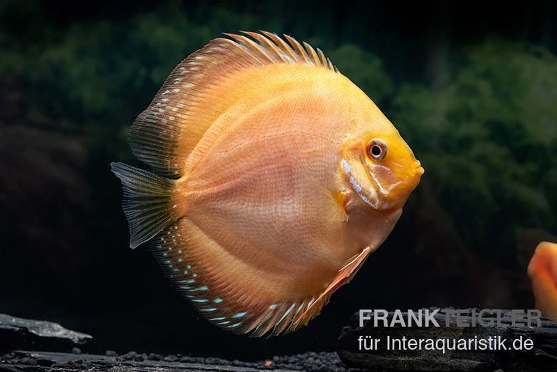 Diskusfisch ASIA-NZ, Symphysodon Discus Ghost (Golden Dragon) 3 Diskusfisch ASIA-NZ, Symphysodon Discus Ghost (Golden Dragon)