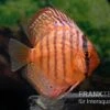 Diskusfisch ASIA-NZ, Symphysodon Discus Super Turquoise (Purple Turquoise) 2 Diskusfisch ASIA-NZ, Symphysodon Discus Super Turquoise (Purple Turquoise) -AQUATLATI Geschaft Diskusfisch Symphysodon aequifasciatus 14 Purple Turquoise 7