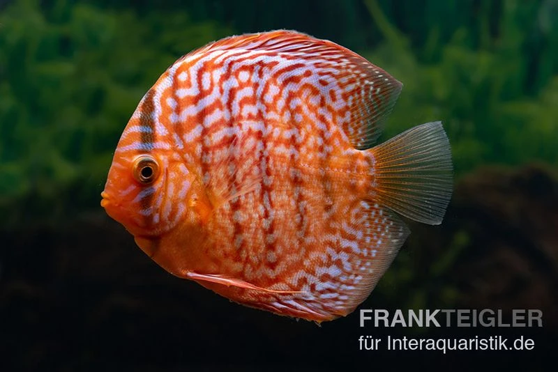 Diskusfisch ASIA-NZ, Symphysodon Discus Red Tiger 3 Diskusfisch ASIA-NZ, Symphysodon Discus Red Tiger