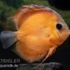 Diskusfisch ASIA-NZ, Symphysodon Discus Rose Red 1 Diskusfisch ASIA-NZ, Symphysodon Discus Rose Red -AQUATLATI Geschaft Diskusfisch Symphysodon aequifasciatus 18 Rose Red