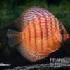 Diskusfisch ASIA-NZ, Symphysodon Discus Super Red Turquoise