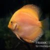Diskusfisch ASIA-NZ, Symphysodon Discus Yellow & White Daimond -AQUATLATI Geschaft Diskusfisch Symphysodon aequifasciatus 20 Yellow white Diamond