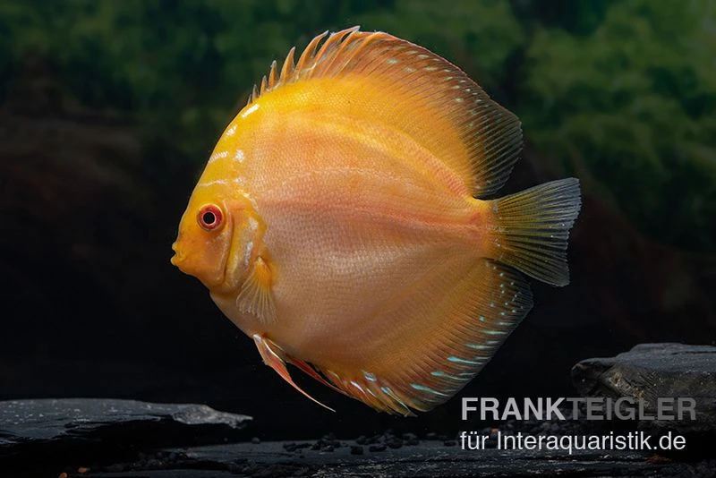 Diskusfisch ASIA-NZ, Symphysodon Discus Gold Pigeon Snake 3 Diskusfisch ASIA-NZ, Symphysodon Discus Gold Pigeon Snake