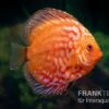 Diskusfisch ASIA-NZ, Symphysodon Discus Pigeon Snake Red Turquoise
