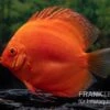 Diskusfisch ASIA-NZ, Symphysodon Discus Super Red 2 Diskusfisch ASIA-NZ, Symphysodon Discus Super Red -AQUATLATI Geschaft Diskusfisch Symphysodon aequifasciatus 30 Super Red 3