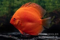 Diskusfisch ASIA-NZ, Symphysodon Discus Super Red