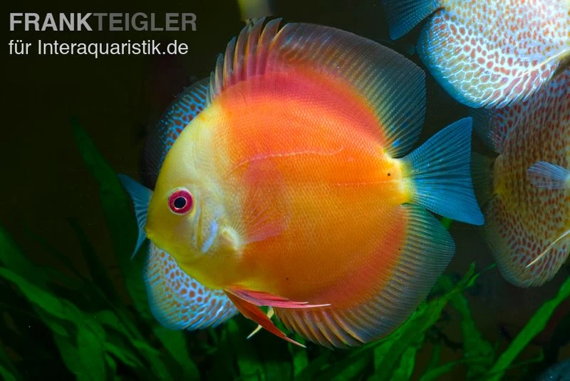 Diskusfisch ASIA-NZ, Symphysodon Discus Red Doll (Red Melon) 3 Diskusfisch ASIA-NZ, Symphysodon Discus Red Doll (Red Melon)