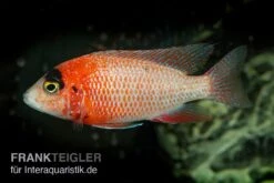 Drachenblut-Kaiserbuntbarsch, Aulonocara Spec. Dragon Blood -AQUATLATI Geschaft Drachenblut Kaiserbuntbarsch Aulonocara spec Dragon Blood 2