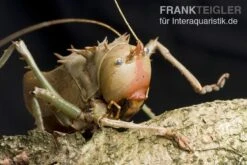 AQUATLATI Geschaft 21 AQUATLATI Geschaft -AQUATLATI Geschaft Drachenkopfschrecke Eumegalodon spec 2