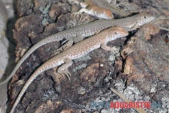 Dumérils Fransenfingereidechse, Acanthodactylus Scutellatus 8 Dumérils Fransenfingereidechse, Acanthodactylus Scutellatus -AQUATLATI Geschaft Dumerils Fransenfingereidechse Acanthodactylus scutellatus 3
