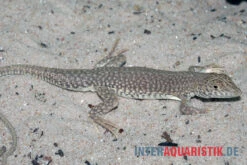 Dumérils Fransenfingereidechse, Acanthodactylus Scutellatus 9 Dumérils Fransenfingereidechse, Acanthodactylus Scutellatus -AQUATLATI Geschaft Dumerils Fransenfingereidechse Acanthodactylus scutellatus 4
