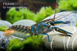 Dunkelblauer Krebs Variante II, Cherax Sp. "Blue Moon Type II" -AQUATLATI Geschaft Dunkelblauer Krebs Variante II Cherax sp Blue Moon Type II 5