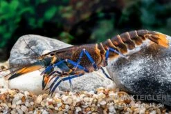 Dunkelblauer Krebs Variante III, Cherax Sp. "Blue Moon Type III" -AQUATLATI Geschaft Dunkelblauer Krebs Variante III Cherax sp Blue Moon Type III 5