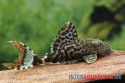 Dunkelbrauner Riesenharnischwels, Panaque Schaeferi (L 203)