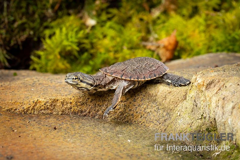 Dunkle Krötenkopfschildkröte, Phrynops Geoffroanus 4 Dunkle Krötenkopfschildkröte, Phrynops Geoffroanus – Bild 2