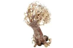 Dupla Crooked Root L, Handgemachte Aquariendeko -AQUATLATI Geschaft Dupla Crooked Root L 3