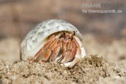 5 Kleine Landeinsiedlerkrebse, Coenobita Spec. -AQUATLATI Geschaft Einsiedlerkrebs 2 1