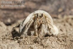 5 Kleine Landeinsiedlerkrebse, Coenobita Spec. -AQUATLATI Geschaft Einsiedlerkrebs 3 1