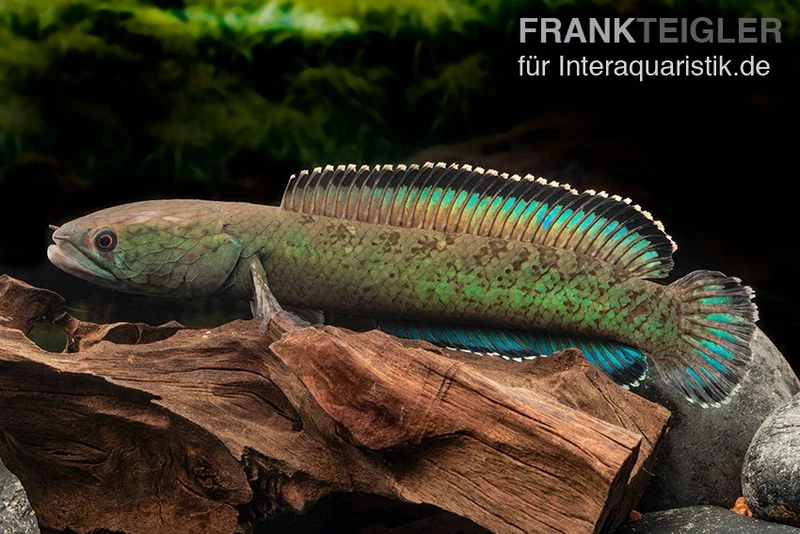 Emerald Green Schlangenkopf, Channa Sp. „Emerald Green“ 3 Emerald Green Schlangenkopf, Channa Sp. „Emerald Green“