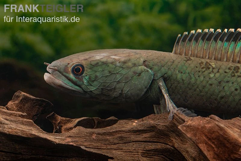 Emerald Green Schlangenkopf, Channa Sp. „Emerald Green“ 4 Emerald Green Schlangenkopf, Channa Sp. „Emerald Green“ - Image 2