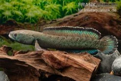 Emerald Green Schlangenkopf, Channa Sp. „Emerald Green“ 8 Emerald Green Schlangenkopf, Channa Sp. „Emerald Green“ -AQUATLATI Geschaft Emerald Green Schlangenkopf Channa sp Emerald Green 3