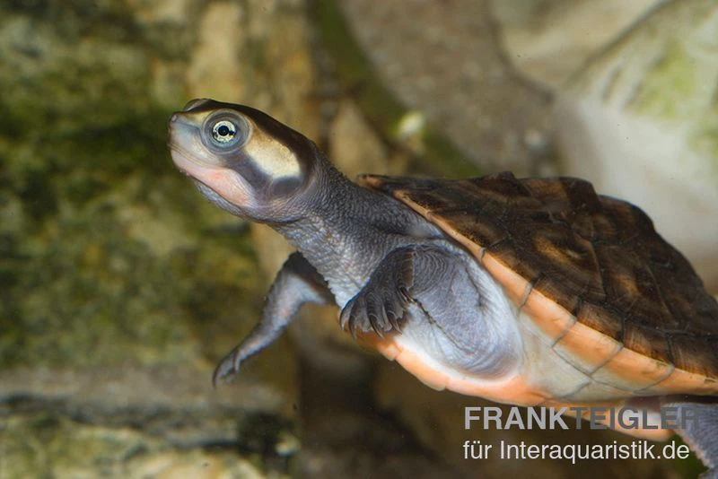 Rotbauch-Spitzkopfschildkröte, Emydura Subglobosa FZ 4 Rotbauch-Spitzkopfschildkröte, Emydura Subglobosa FZ – Bild 2